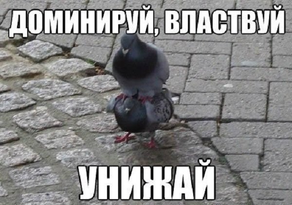 Доминируй властвуй унижай
