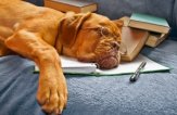 Как выставить счёт на предоплату чтобы спать спокойно