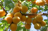 Косточки абрикоса спасают от рака