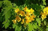 Сенной лист для очищения кишечника