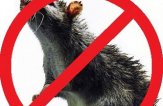 Иерсиниоз — симптомы которого пропускать смертельно опасно