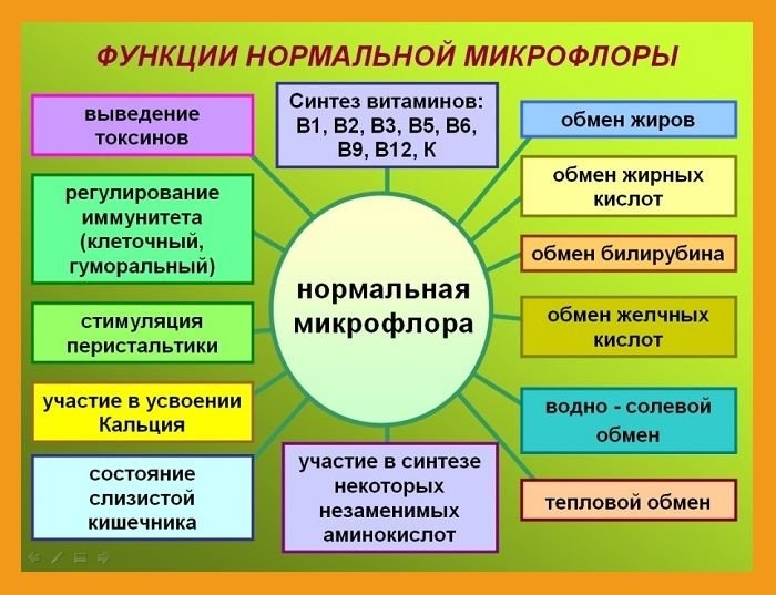 Функции микрофлоры кишечника