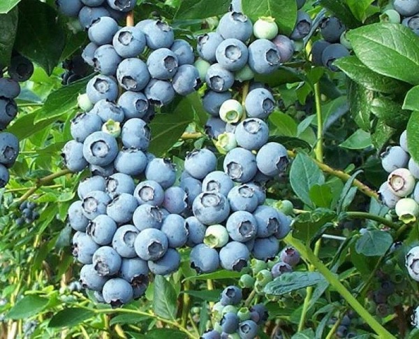 Golubika