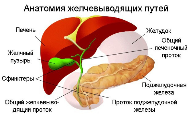 Строение печени, желудк и поджелудочной железы