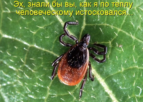 Klesh
