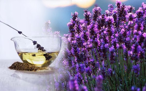 Lavanda