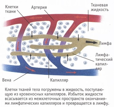 Limfa2