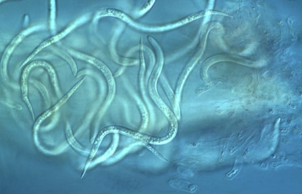 Nematody
