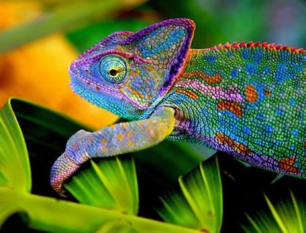 Hameleon