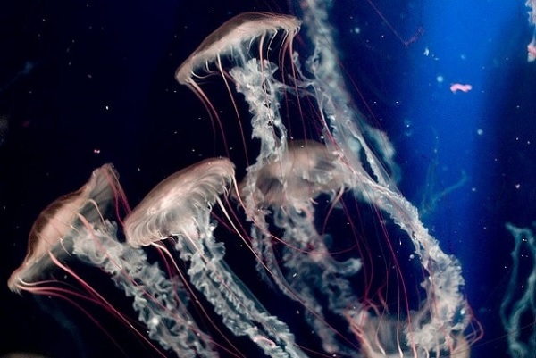 Meduza