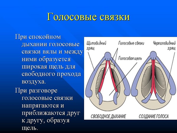 Svyazky2