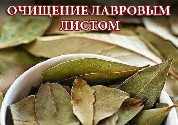 Очищение организма лавровым листом