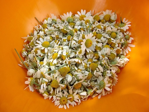 Клизма с ромашкой 