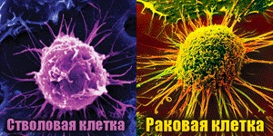 Стволовые и раковые клетки