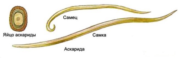 Аскариды и их виды