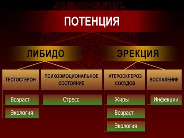 От чего зависит потенция