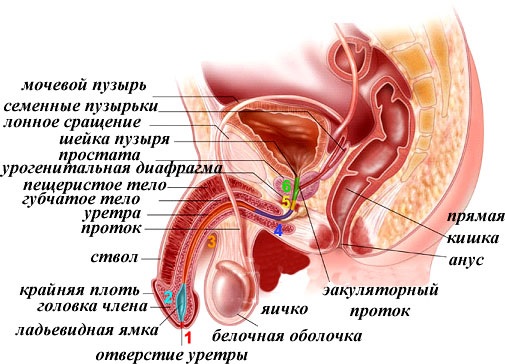 таз мужчины в разрезе