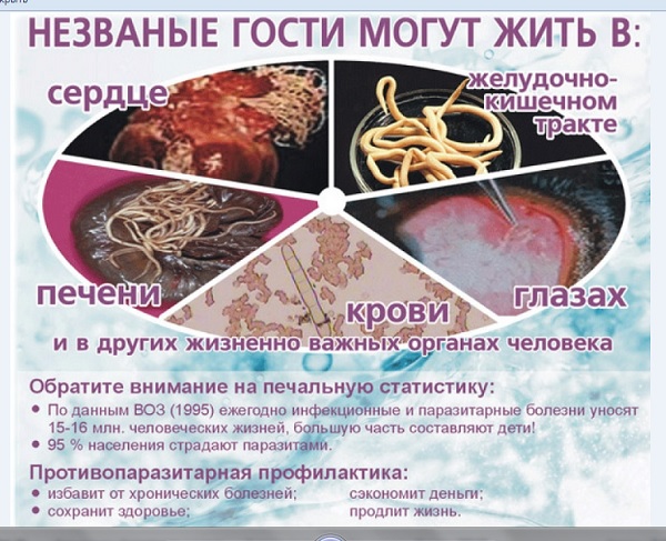 Виды паразитов в организме человека