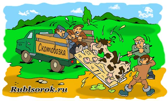 Погрузка коровы в кузов
