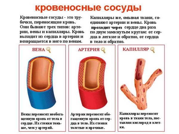 Кровеносные сосуды