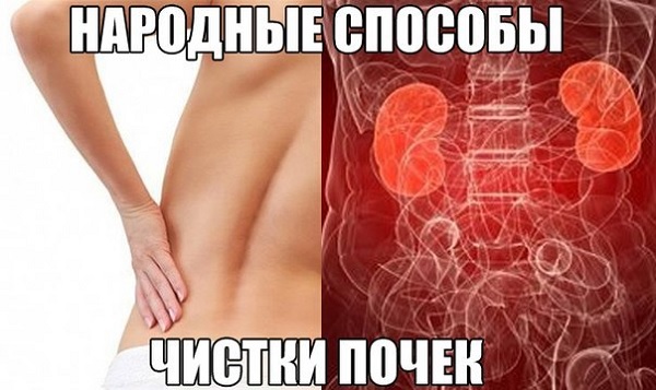 Чистка почек народными способами