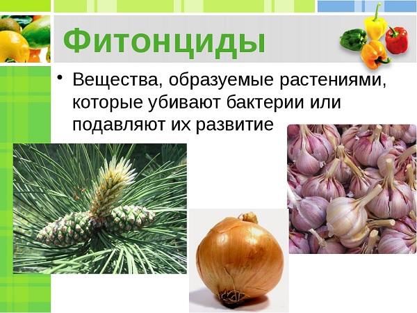 Лук и чеснок