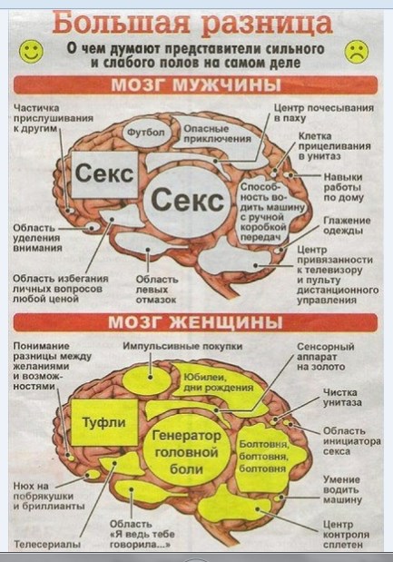 Мозги мужчины и женщины