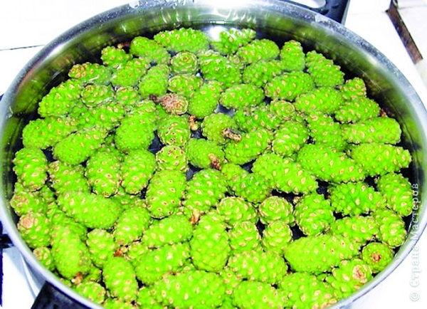 Настой из еловых шишек