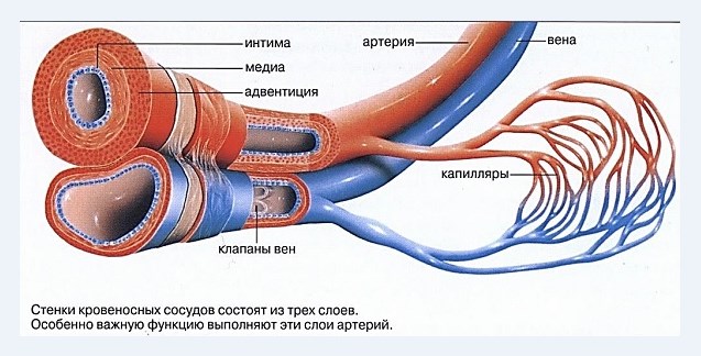 Строение кровеносных сосудов