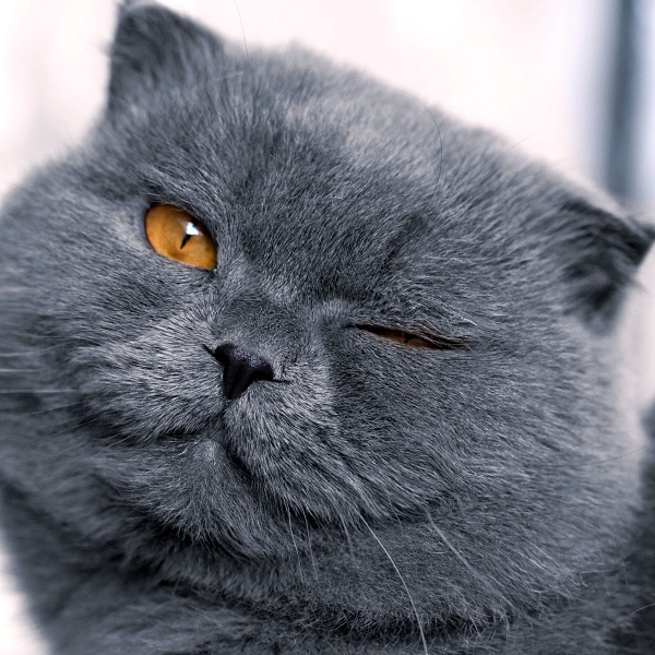 Хитрый кот