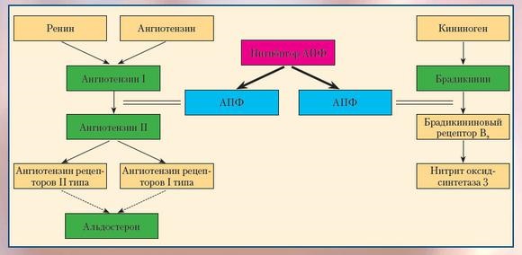 Ингибиторы АПФ от стенокардии