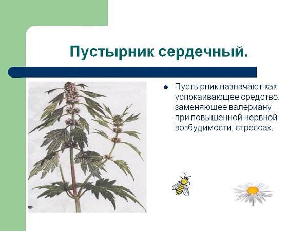 Пустырник сердечный