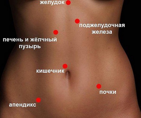органы брюшной полости