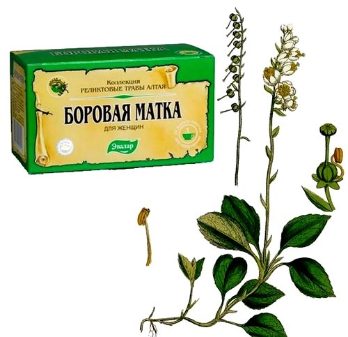 Чай Боровая матка
