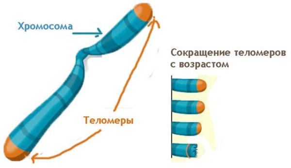 Сокращение теломер с возрастом