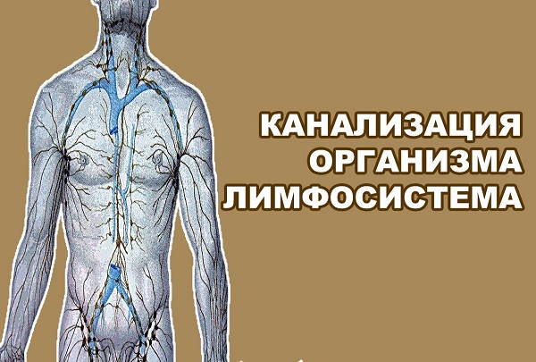 Канализация организма лимфосистема
