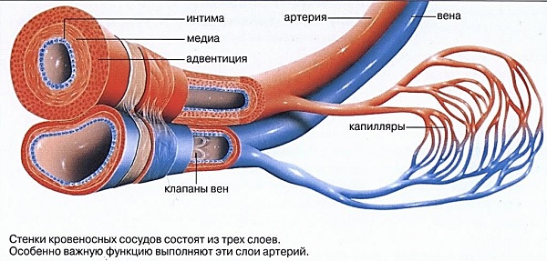 Строение сосудов и капилляров