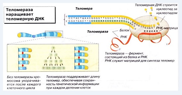 Теломераза для вечной молодости