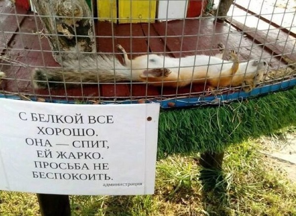 Белка в шоке от жары