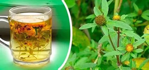 Отвар из сухой череды