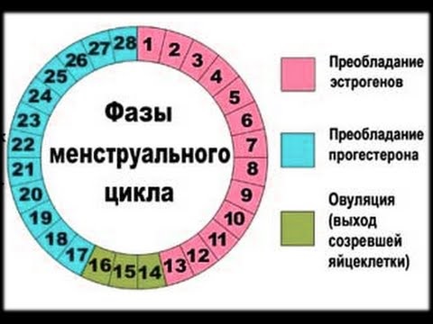 Фазы менструального цикла