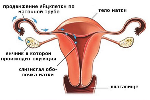 Созревание и движение яйцекелетки