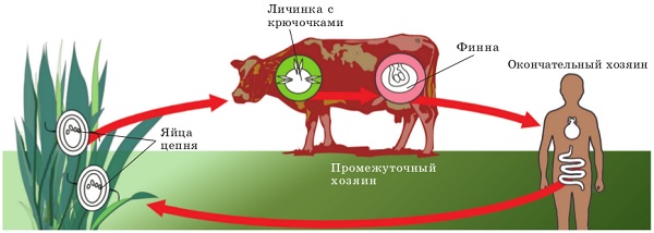 Круговорот личинок бычьего цепня в природе