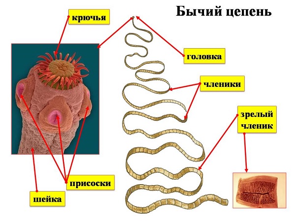 Строение бычьего цепня