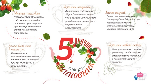 Свойства шиповника