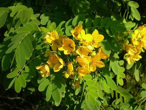Куст сенны