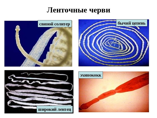 Виды ленточных червей