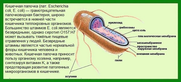 Кишечная палочка