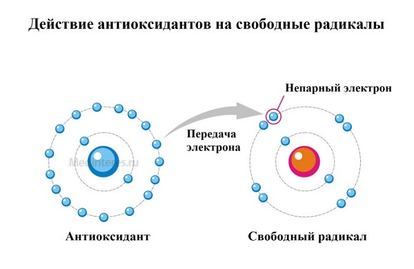 Действие антиоксидантов