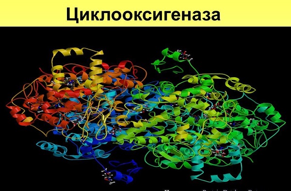Вид циклооксигеназы